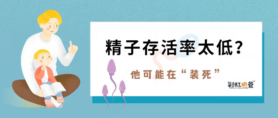 精子存活率太低？他可能是在“装死”丨彩虹奶爸