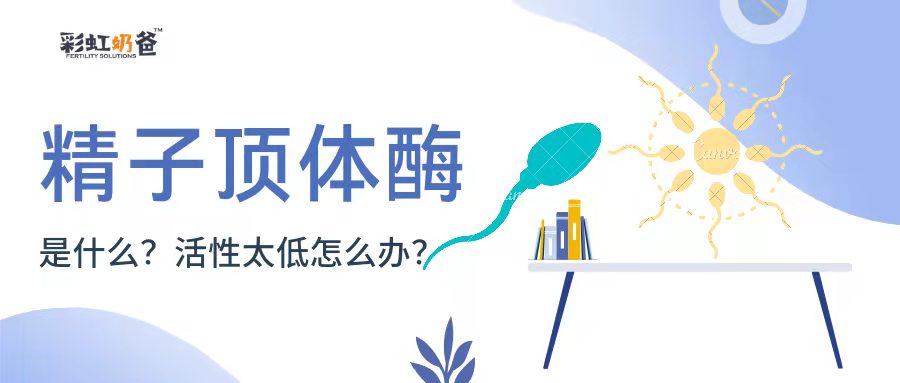 精子顶体酶是什么？有什么用？太低会怎么样？丨彩虹奶爸
