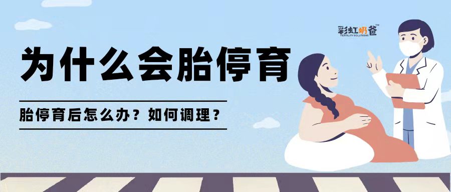 为什么会胎停育？发生后该怎么办呢？｜彩虹奶爸