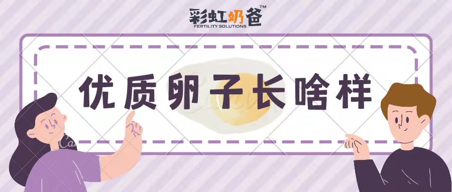 一颗优质的卵子是什么样的呢？如何提高卵子质量？｜彩虹奶爸